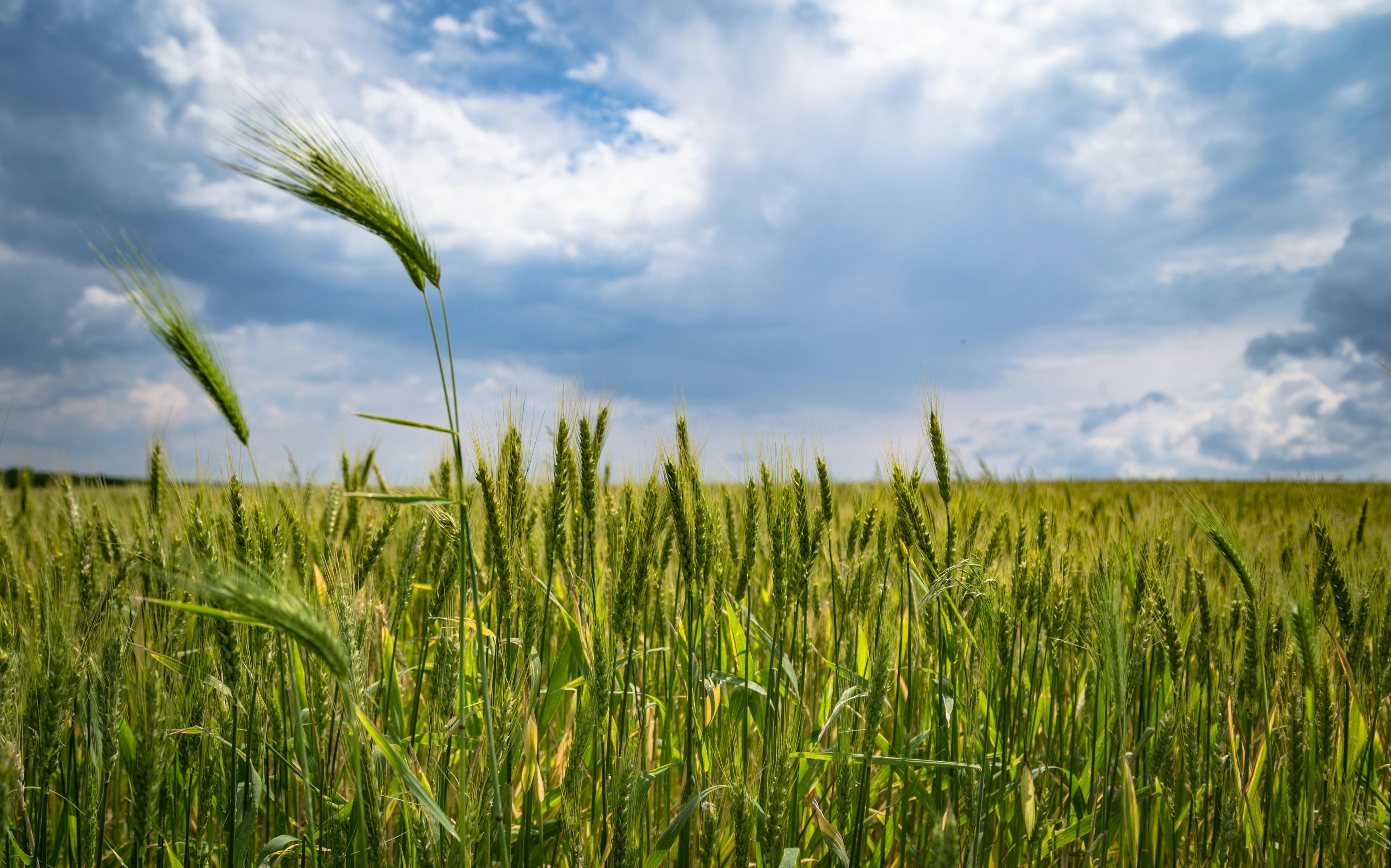 Organic Wheat Flour (Atta)